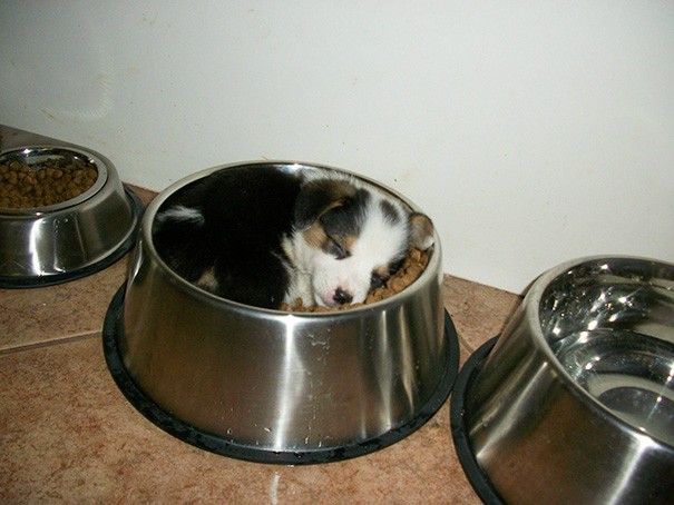 14. The food bowl will always be a better place to sleep than your bed