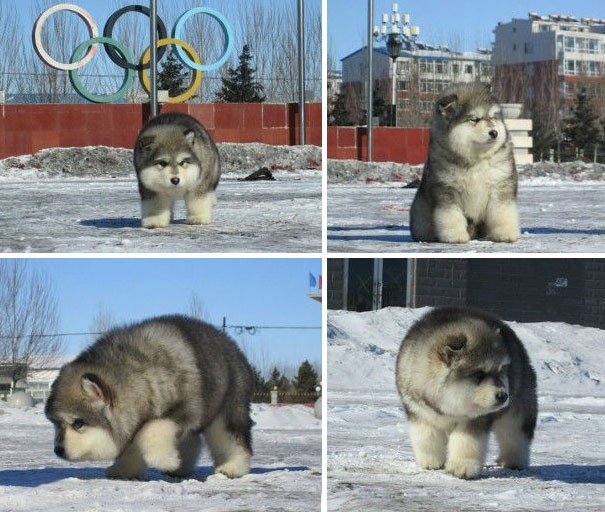 17. He's training for the next Olympics ... he just needs to lose a few pounds