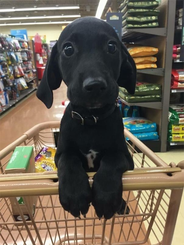 18. "¡Mamá y papá me trajeron con ellos para hacer las compras!"