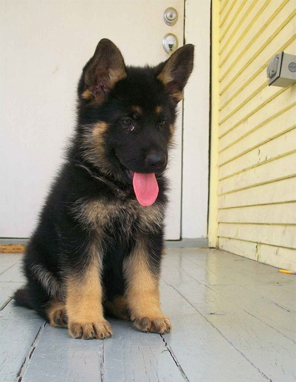 20. Un chiot de berger allemand qui ressemble presque à une peluche.