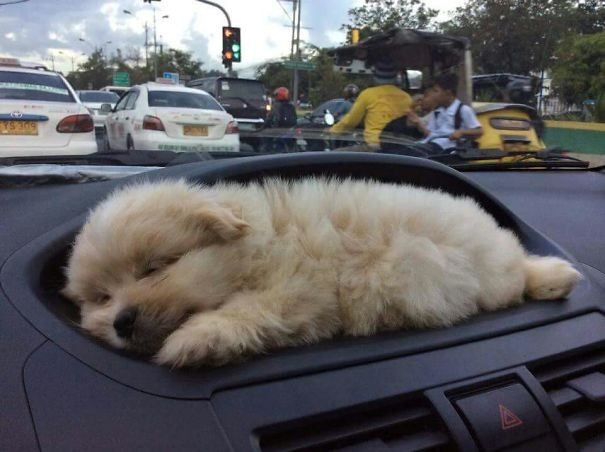 3, Ja, er ist auf dem Armaturenbrett des Autos eingeschlafen ... wie niedlich!