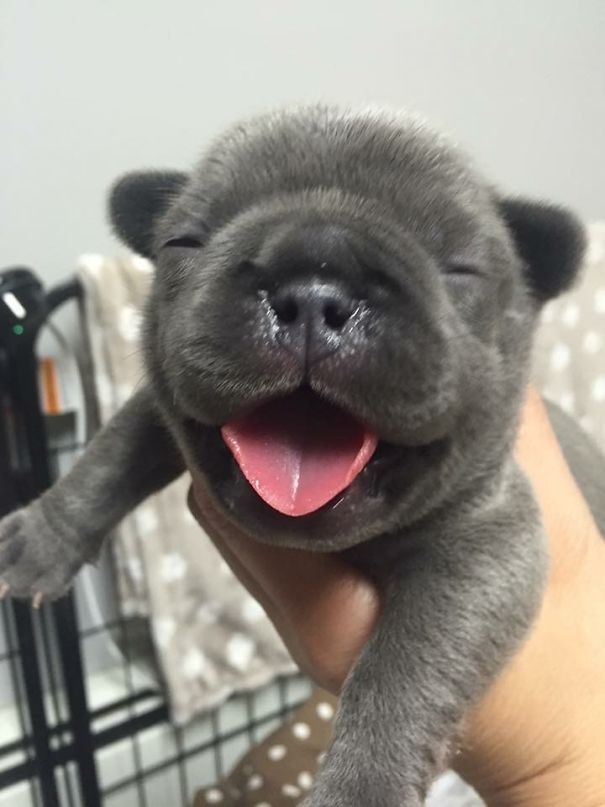 8. Um cachorrinho que quase parece querer dizer: "bom dia mundo!"