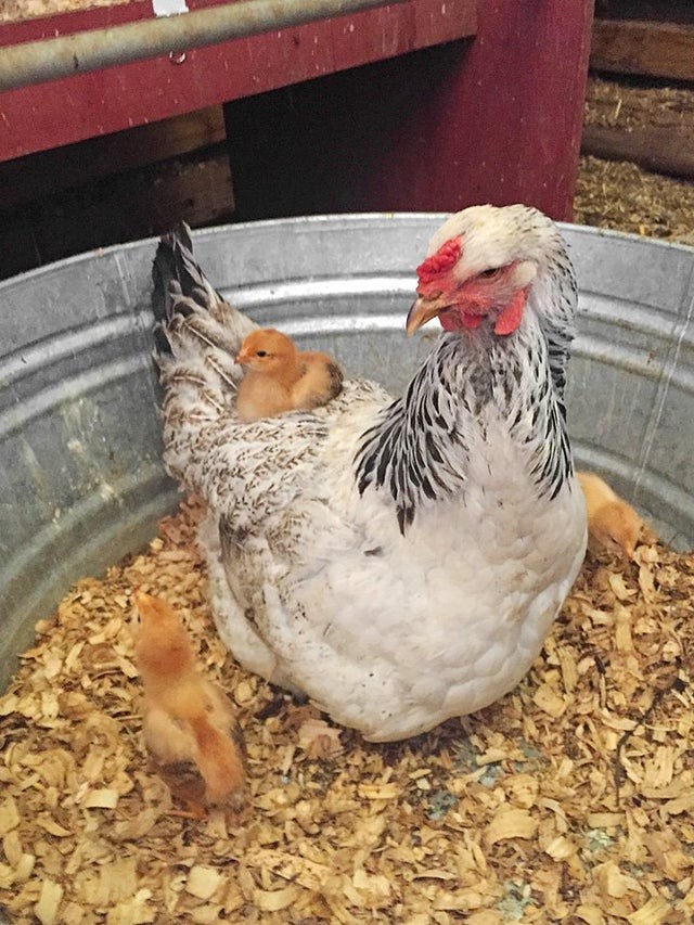 Uma mamãe orgulhosa!