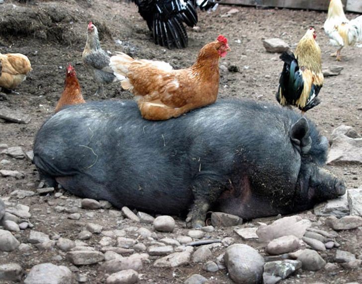 This time it's the hen nesting on top of a pig!