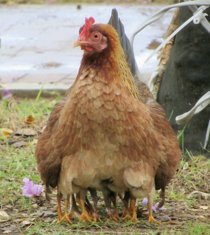 Nein, es ist kein Huhn mit irgendeiner genetischen Missbildung, das sind seine Küken am Boden!