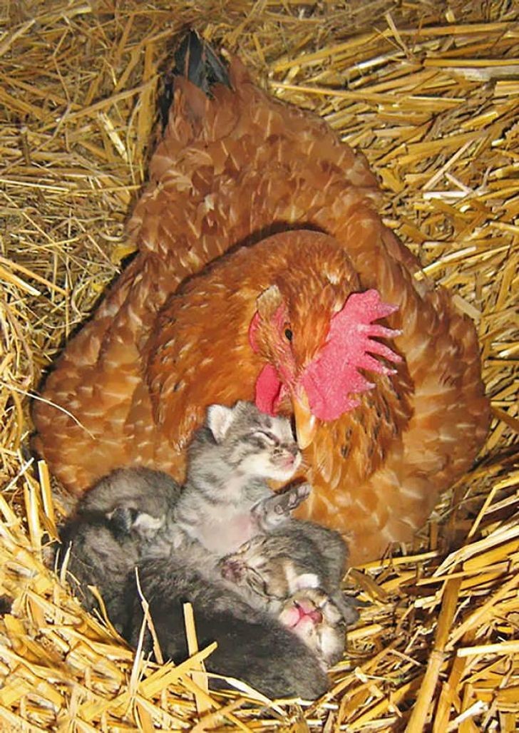 Un chaton qui a tant besoin de la chaleur maternelle... et elle la lui donne !