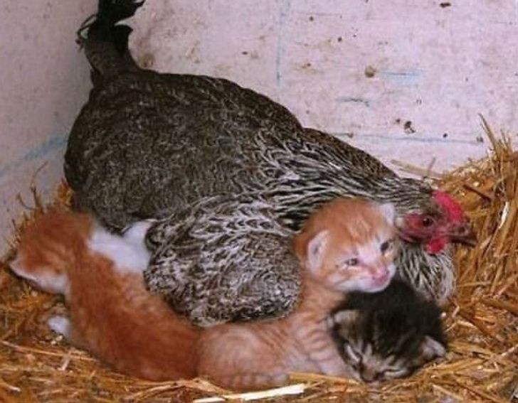 Esta mamãe galinha está cuidando de três gatinhos!