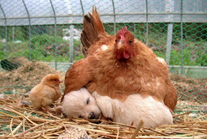 ¡Cuanto es tierno este cachorro que se calienta bajo los ojos guardianes y maternales de esta gallina!