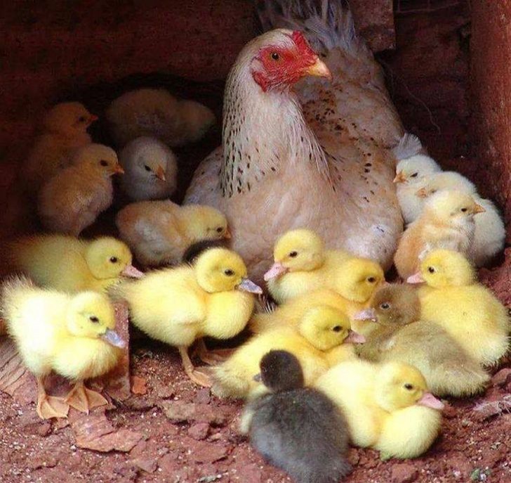 Guardate che teneri questi pulcini accanto a mamma gallina!