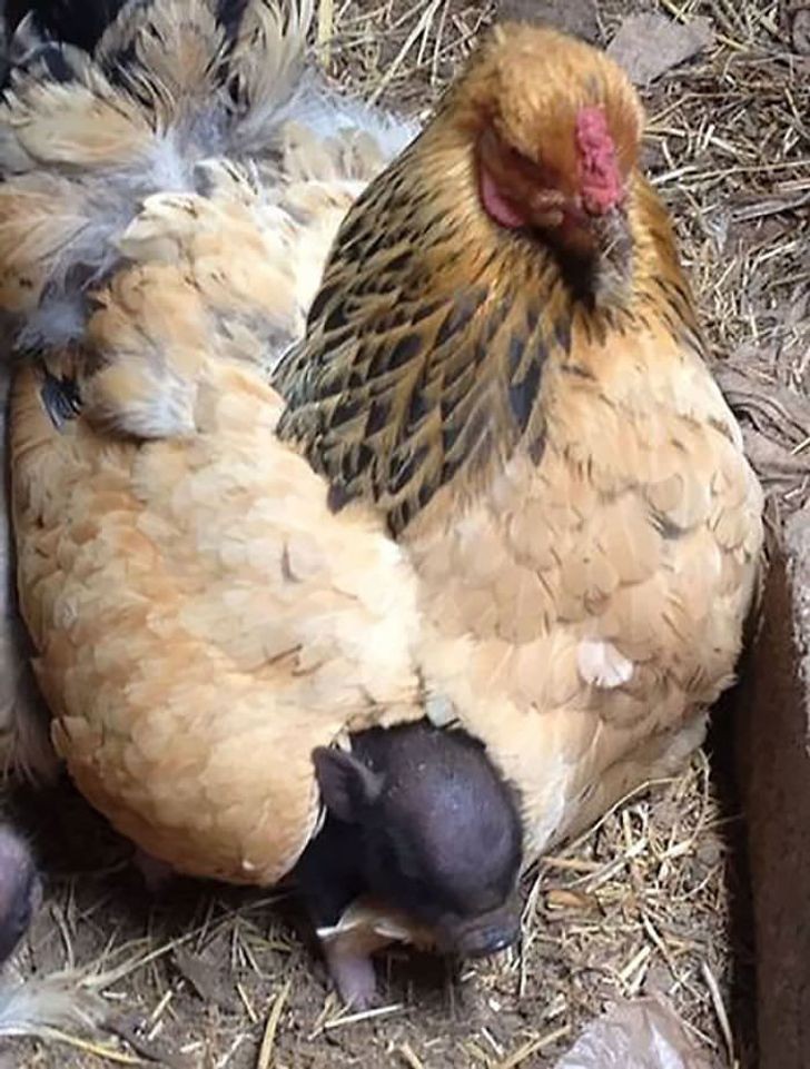 Sim, aquele é um porquinho!