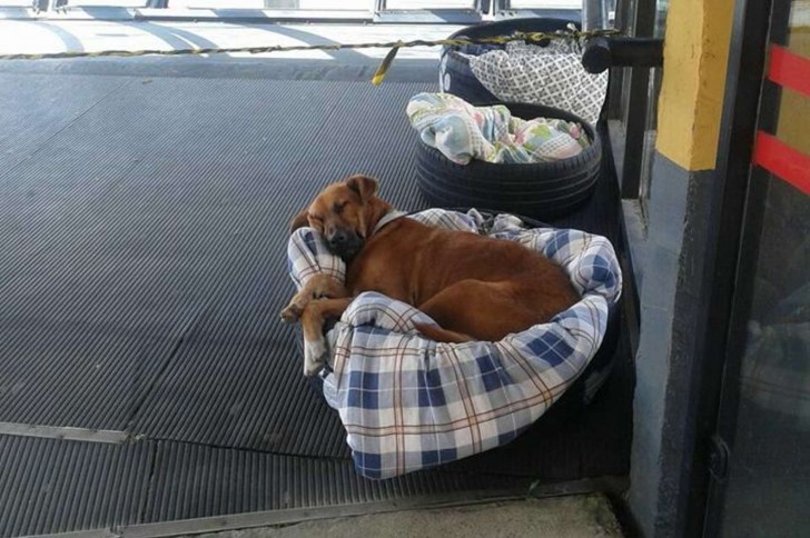 All our four-legged friends deserve a place to live away from the street and under a warm and comfortable roof ...