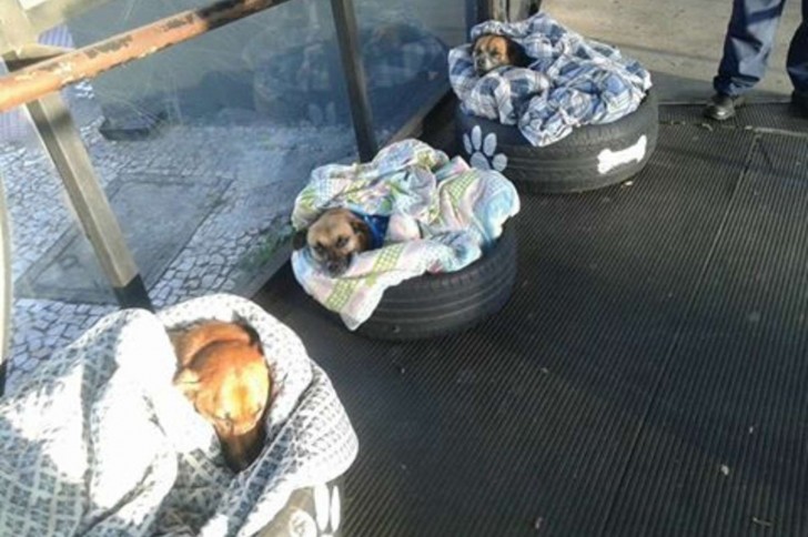 ... perhaps these three dogs haven't yet found a forever family, but this cozy bus station is offring them some shelter!