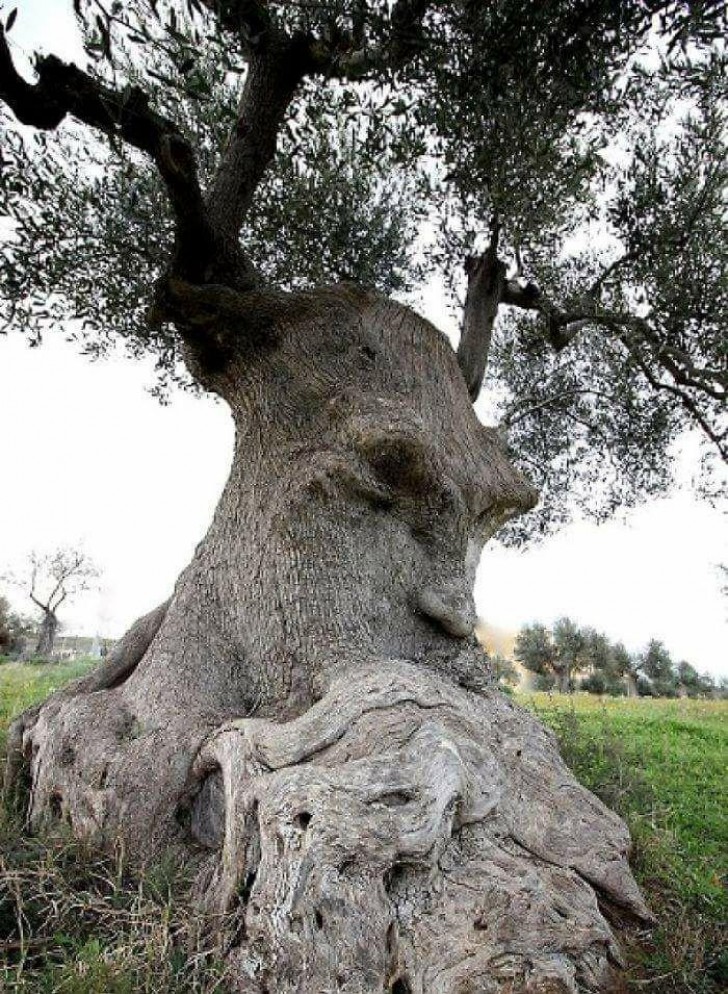 11. Un albero davvero "saggio" e riflessivo