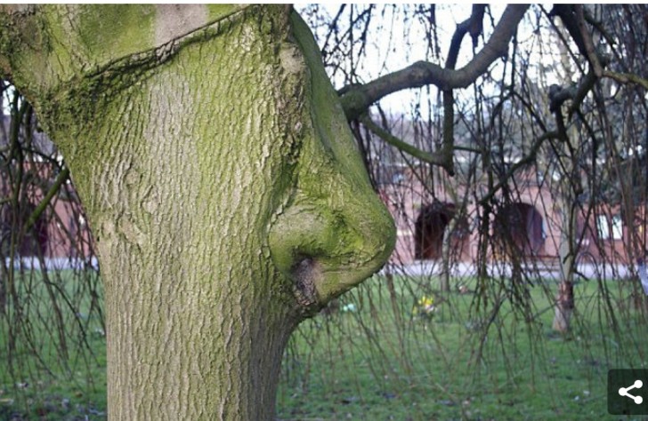 14. Deze boom heeft een goede neus om van alles te ruiken!