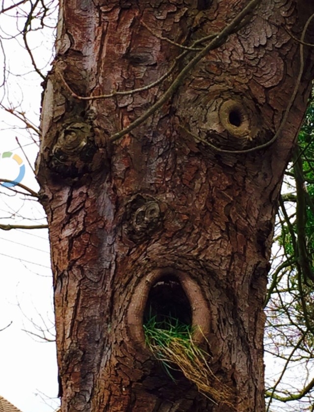 3. Questo tronco è piuttosto contrariato, e sembra stia "mangiando"!