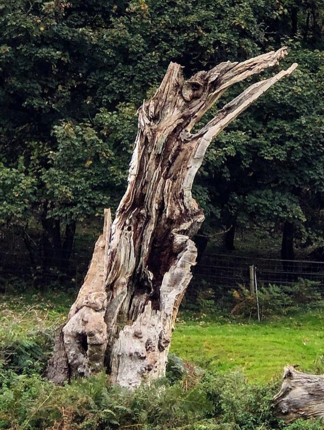 7. Ce tronc sec fait penser à un oiseau : impressionnant !