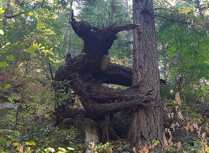8. Un temibile "mostro" che fa la guardia alla foresta? No, è solo un albero!