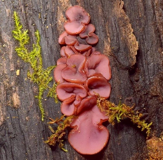 Iemand zou deze paddenstoel willen eten, zin hebbend in ham.