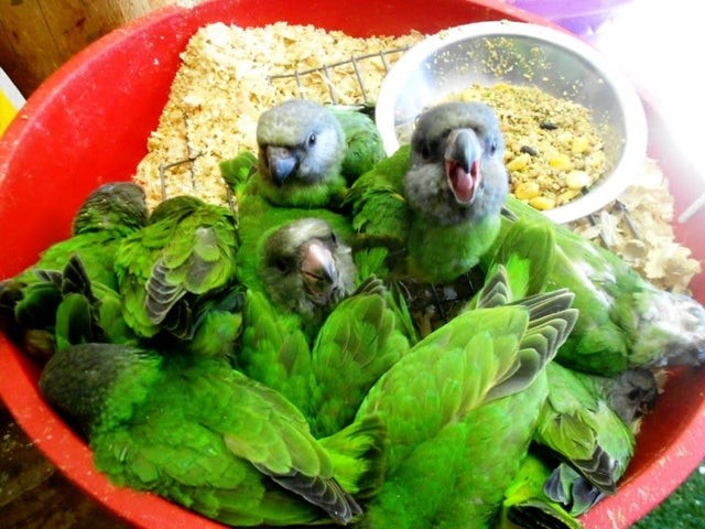 Een heerlijke bak met sla... Oh nee, een paar schattige groene papegaaien.