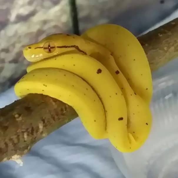 Un serpente pericolosamente simile a delle banane.