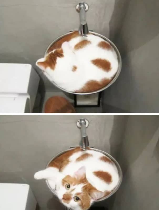 Wie heeft er zin in een cat-puccino?