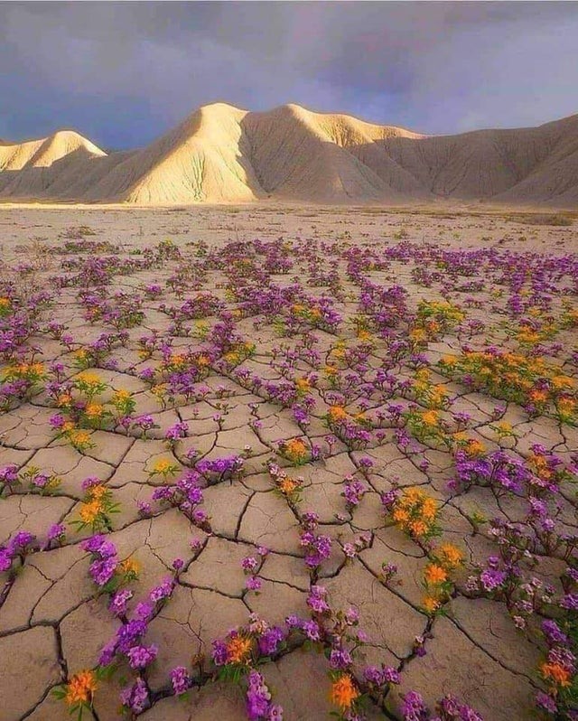 10. Zelfs in de droogste woestijn kunnen prachtige en kleurrijke bloemen groeien