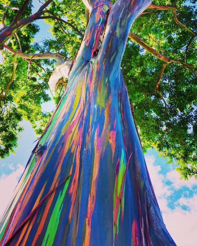 12. De regenboogstam van deze boom is werkelijk uniek!