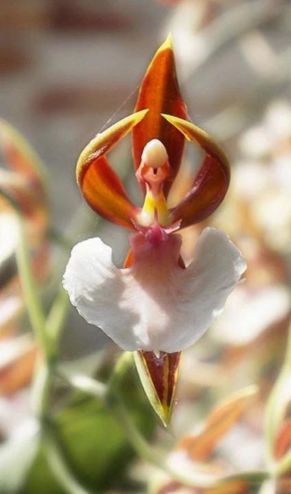 2. Questa meravigliosa orchidea ricorda una ballerina in azione, non trovate?