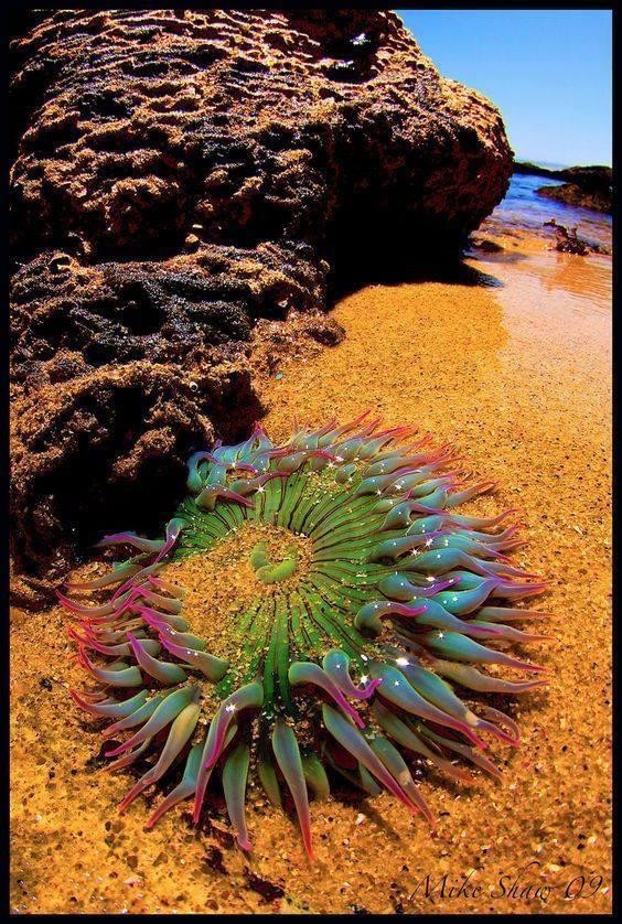 3. Een ongelooflijke zeeanemoon met super fascinerende kleuren