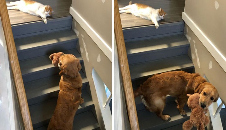 11. "You shall not pass!" The short and sad story of how the dog got stuck in the basement.