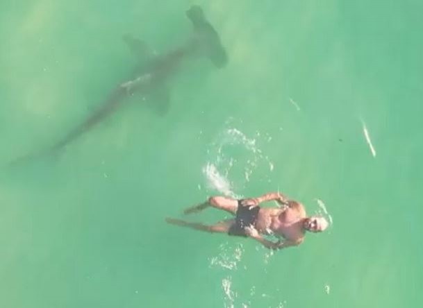 Un grosso squalo martello viene ripreso mentre nuota sotto a un uomo ignaro di tutto: il video è da brividi - 1