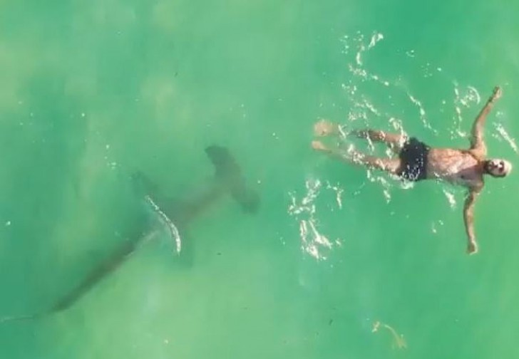 Un grosso squalo martello viene ripreso mentre nuota sotto a un uomo ignaro di tutto: il video è da brividi - 2
