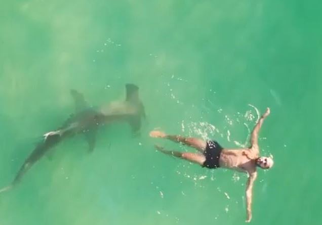 Un grosso squalo martello viene ripreso mentre nuota sotto a un uomo ignaro di tutto: il video è da brividi - 3