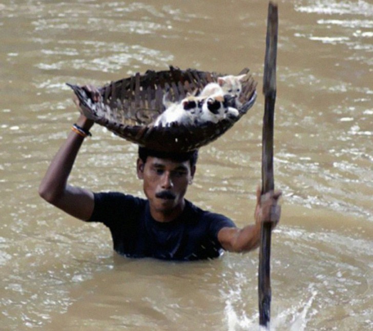 12. Un uomo salva dei gattini da un'inondazione in India, tenendoli in un cesto sopra la testa