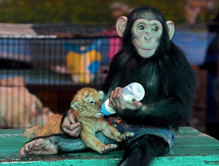 4. Una scimmietta che allatta amorevolmente un tigrotto con un biberon