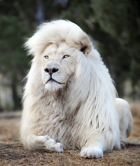 De leeuw Moya heeft de bijzonderheid dat hij helemaal wit is: een zeer zeldzame genetische mutatie die hem een ​​nog dromeriger aspect geeft, grenzend aan de werkelijkheid.