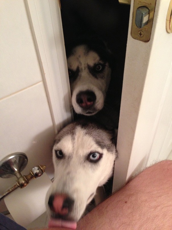 12. When you live alone with your wife, you think it's pointless locking the bathroom door, right? But maybe you didn't take account of these guys ...