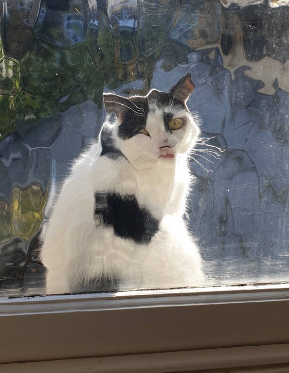 15. "O gato do vizinho olhando para mim da janela do banheiro..."