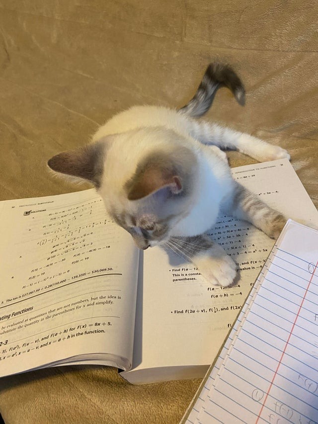 2. "It's not that I really have to study ..."