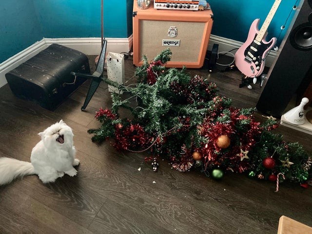 11. "Amo mi gato, pero quisiera poder tener un árbol de Navidad como todos..."