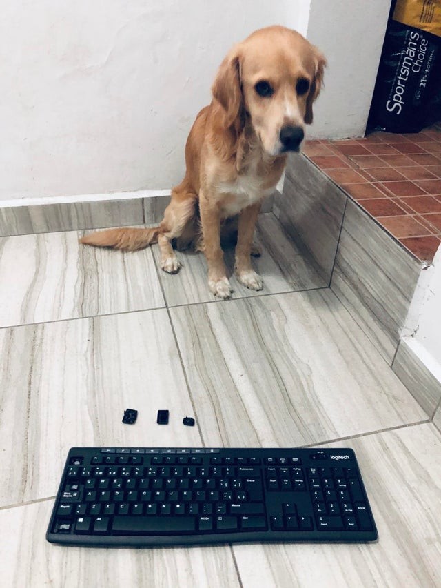 13. "Alguno realmente se ha divertido masticando mi teclado..."