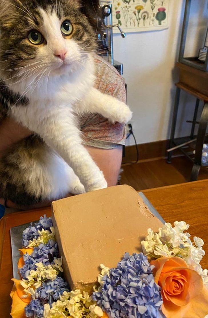 6. "We had a cake made for our fifth anniversary and this fat guy took the first bite!"