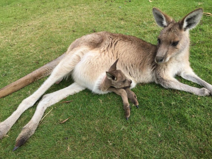 Und schließlich... Känguru-Mama hält ihr Kind warm!
