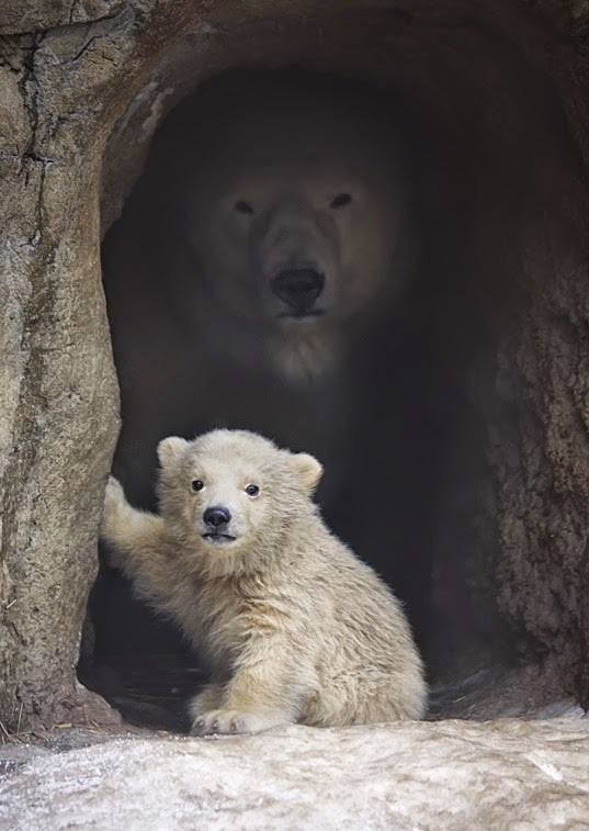 Bärenmama passt immer auf ihr Junges auf!