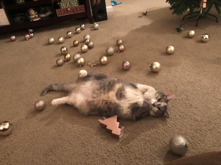 ¡Era demasiado atraído por el árbol de Navidad!