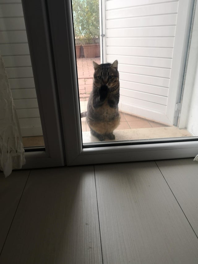 He asks me to be let in every five minutes!