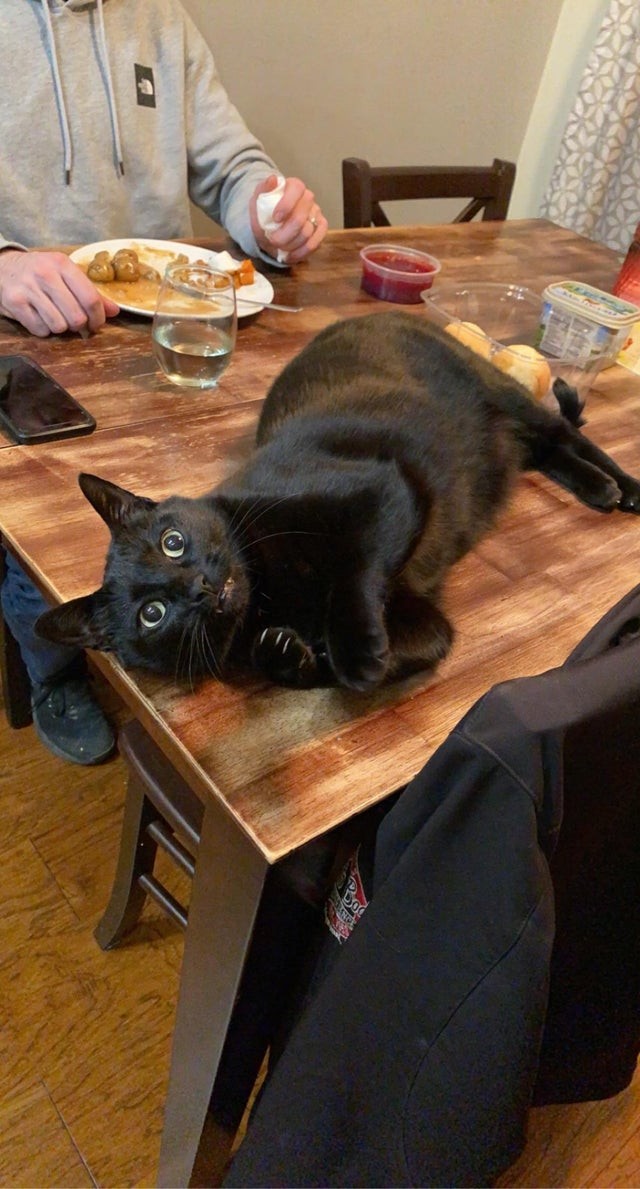 La table lui était strictement interdite, et pourtant... le voici, à réclamer de la nourriture !