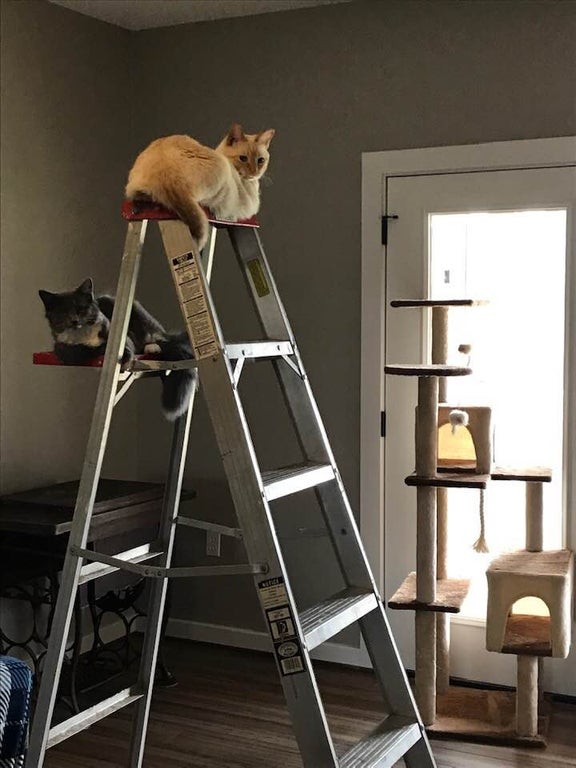 I think it was a mistake to buy them a cat tree ...