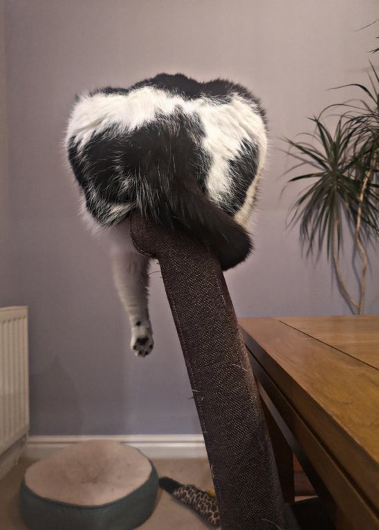 Of all the comfortable places in the house, why does he have to sleep perched on the edge of his chair?