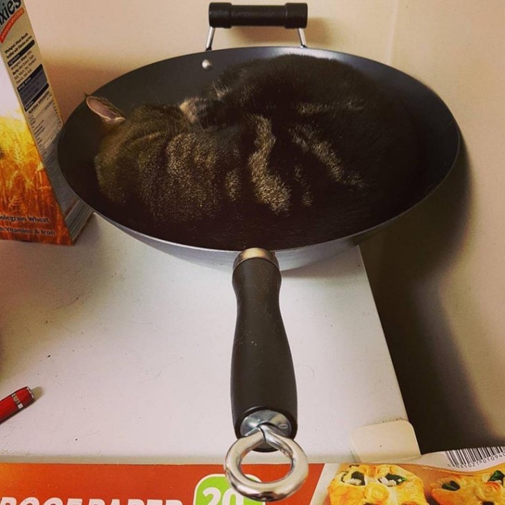 Yes, that's right: it's a cat ... in a pan!